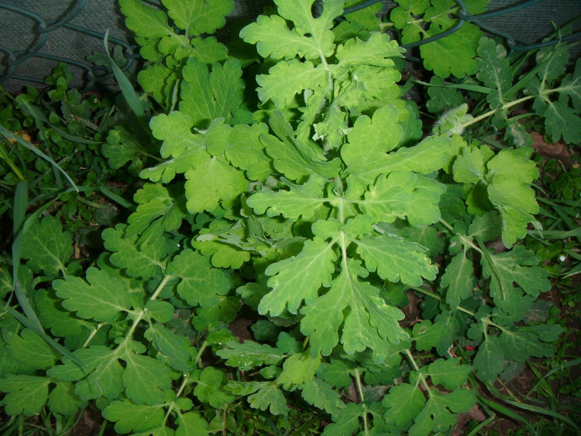 Chelidonium,  Majus,  Celandine,  Didesnis,  Tvirtovė,  Nipplewort,  Nurijimas,  Žolė,  Celandine, Nemokamos Nuotraukos