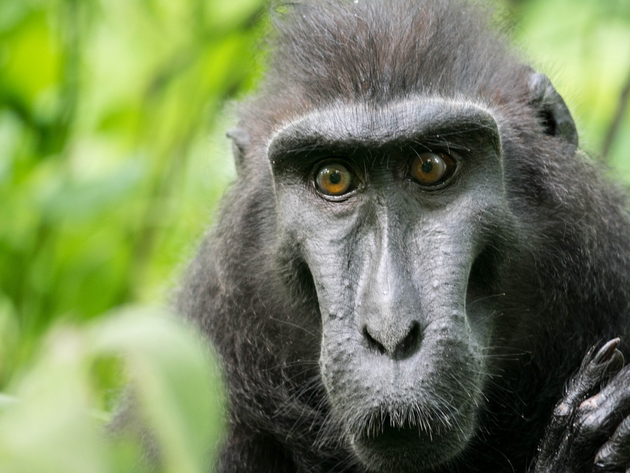 Celebes Cresped Macaque, Beždžionė, Tangkoko Rezervas, Primatas, Gyvūnas, Indonezija, Sulawesi, Džiunglės, Veidas, Nemokamos Nuotraukos