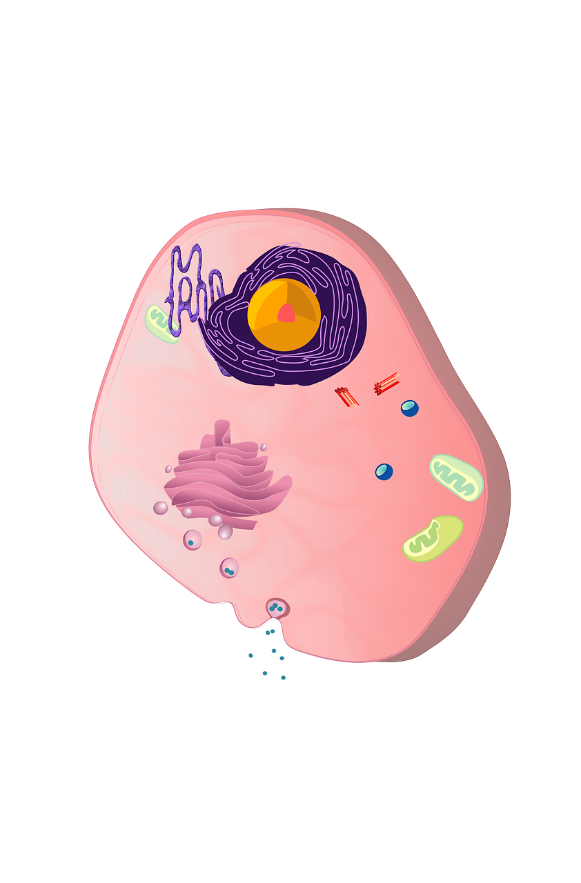Ląstelė, Ląstelių Branduolys, Citoblastas, Plazmosomas, Branduolys, Biologija, Nemokama Vektorinė Grafika, Nemokamos Nuotraukos,  Nemokama Licenzija
