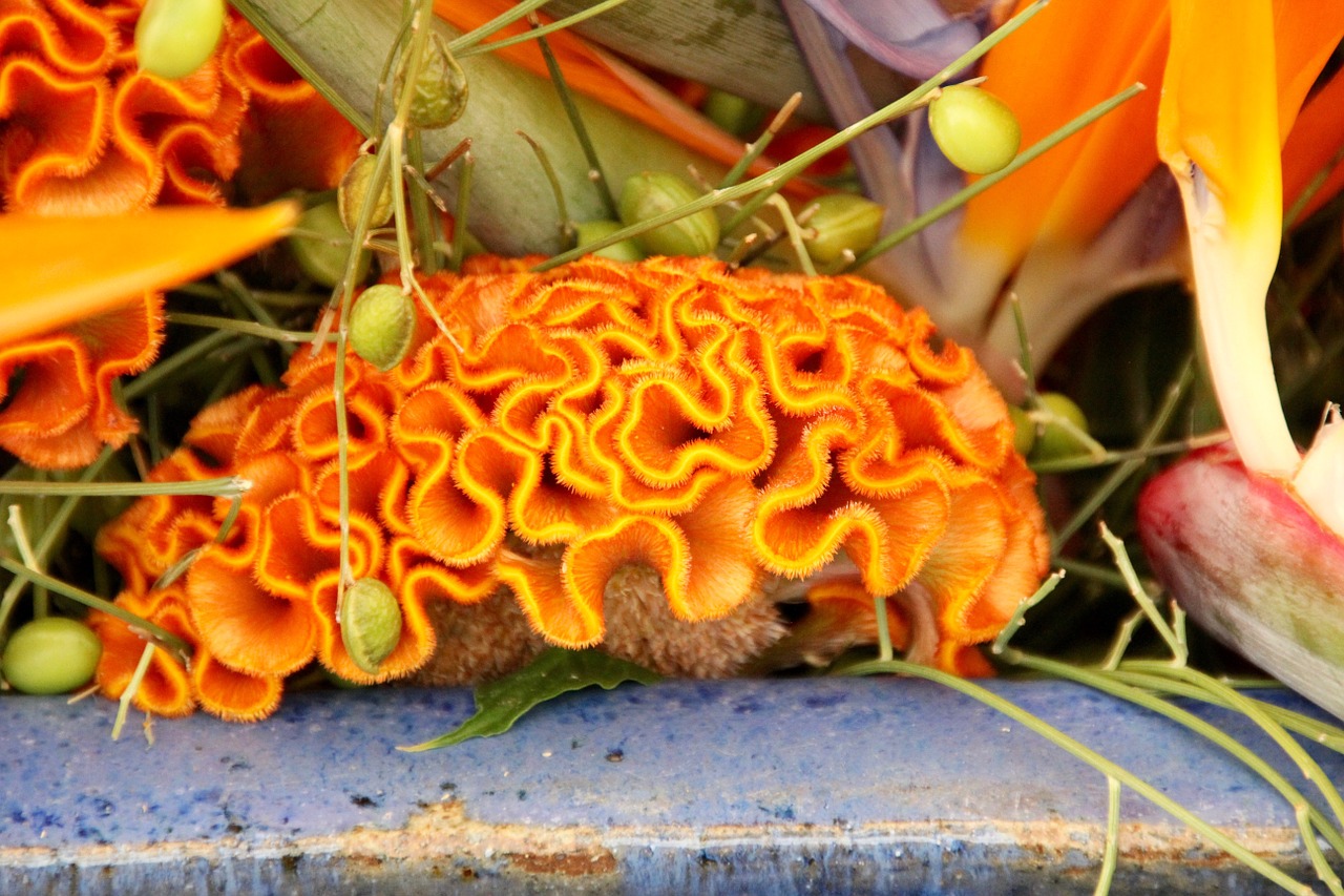 Cezozė, Celosia Argentea, Cristata Grupė, Smegenų Žiedas, Oranžinė, Nemokamos Nuotraukos,  Nemokama Licenzija