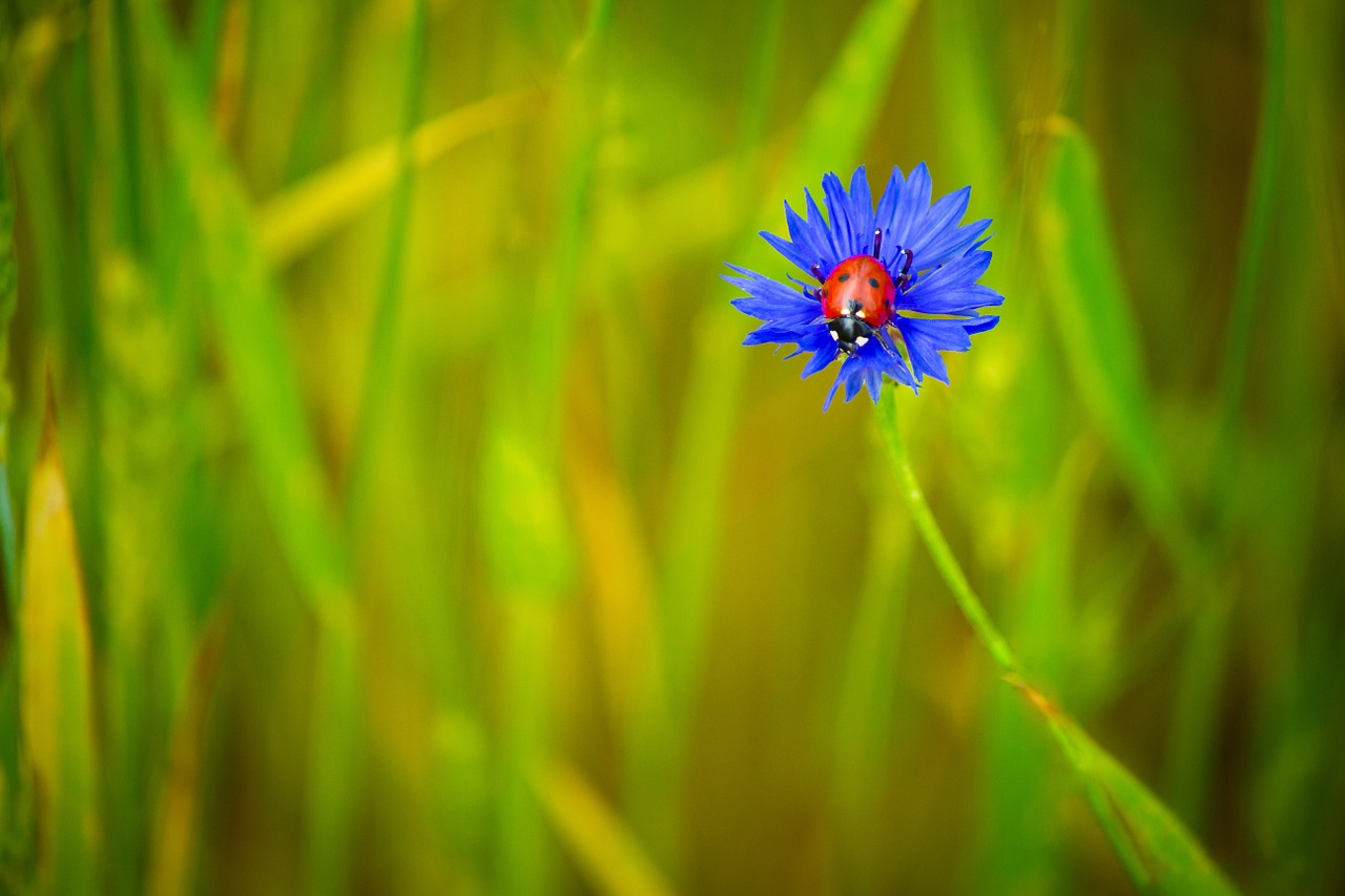 Centaurea, Mėlynas, Mėlyna Gėlė, Boružė, Vabzdžiai, Gėlės, Vasara, Žydėti, Gamta, Iš Arti