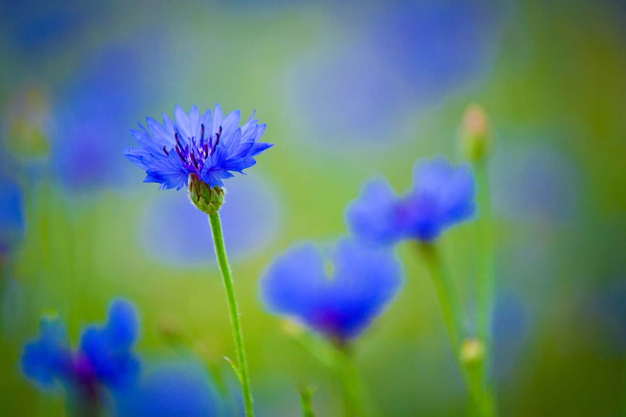 Centaurea, Mėlyna Gėlė, Lauko Augalas, Gėlės, Šviesus, Gražus, Laukinės Gėlės, Laukiniai, Žiedlapiai, Laukinės Žolelės