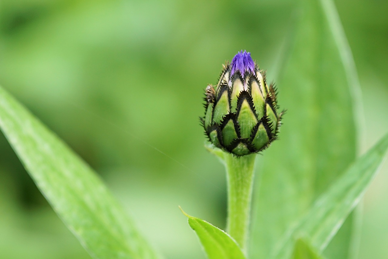 Centaurea, Gėlė, Žiedas, Žydėti, Mėlynas, Kompozitai, Centaurea Cyanus, Nemokamos Nuotraukos,  Nemokama Licenzija