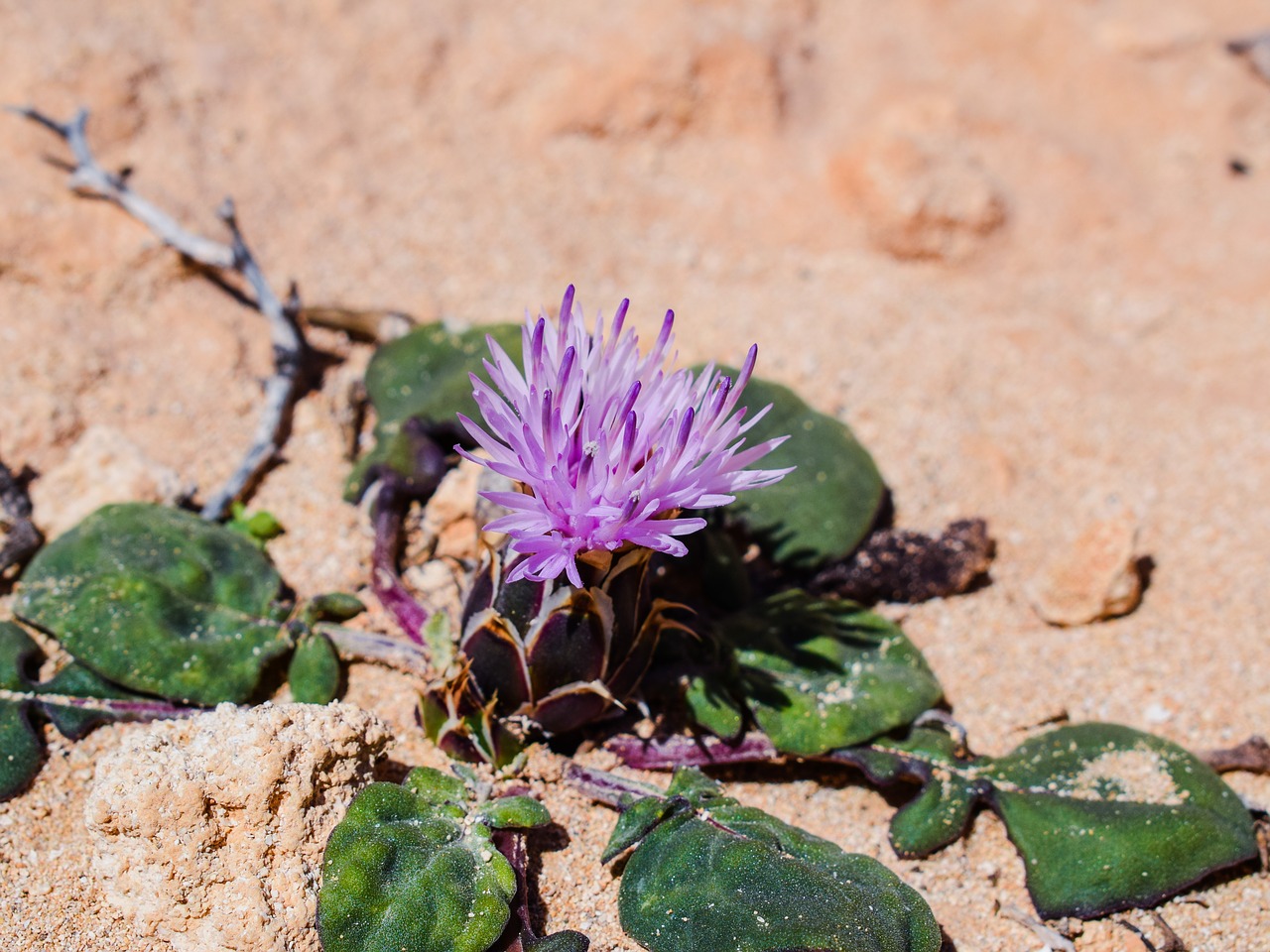 Centaurea Aegialophila, Gėlė, Violetinė, Gamta, Žydėti, Flora, Pavasaris, Kipras, Nemokamos Nuotraukos,  Nemokama Licenzija