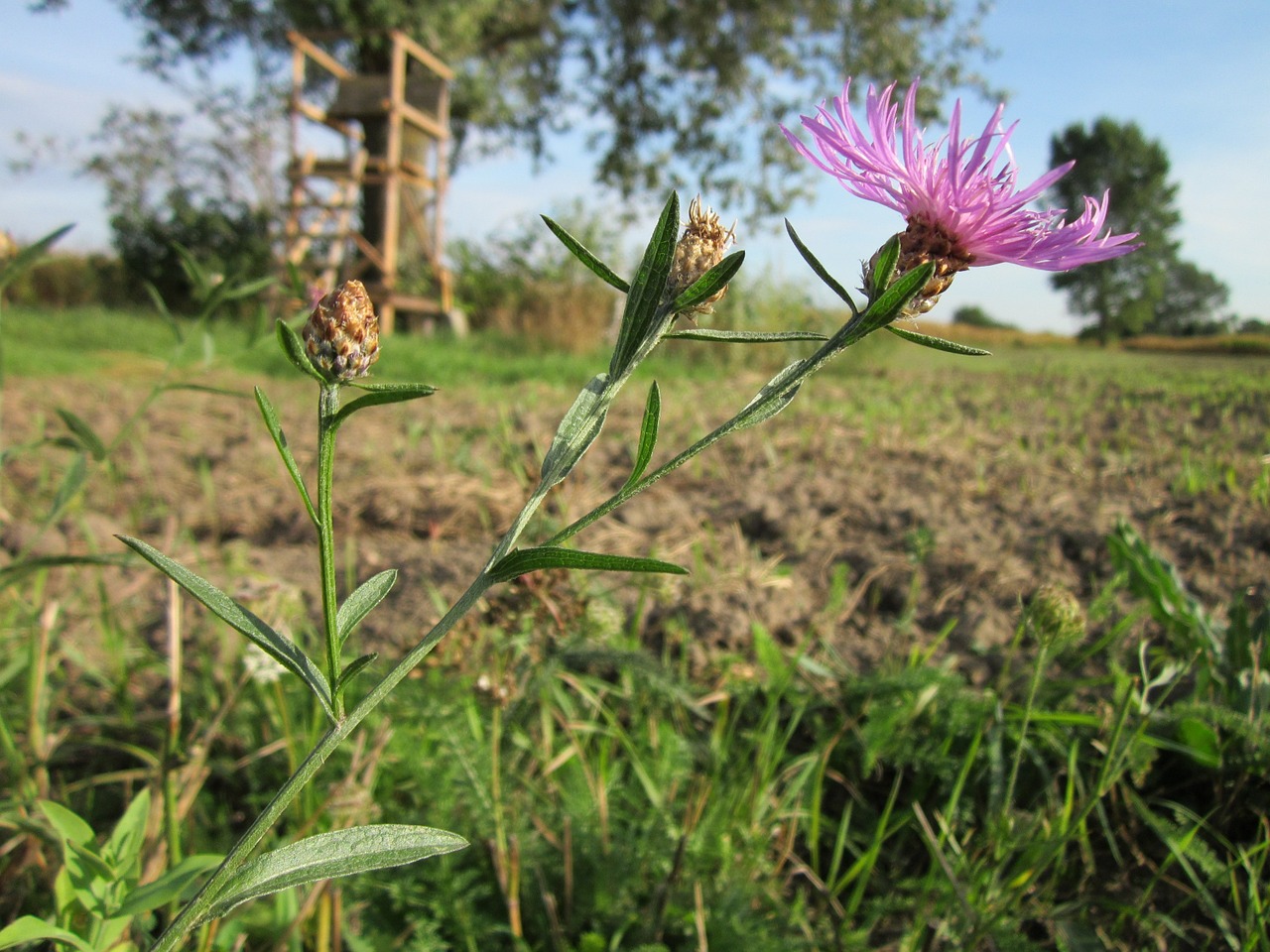 Centaurea Jacea,  Rudos Knapweed,  Brownray Knapweed,  Flora,  Wildflower,  Žydėti,  Žiedas,  Žiedynas,  Botanika,  Rūšis