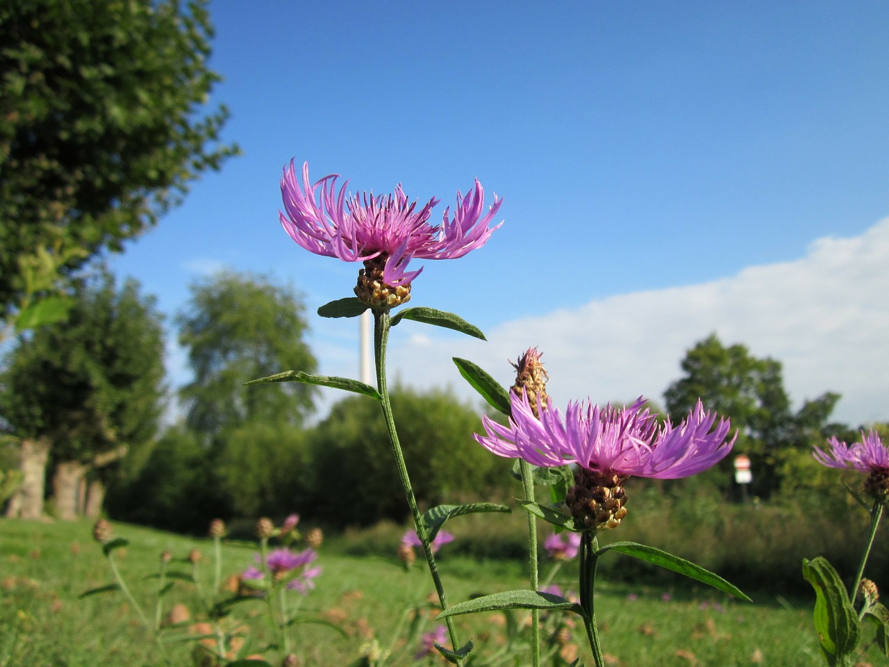 Centaurea Jacea, Medžiai, Žolė, Dangus, Debesys, Šalis, Augalas, Augalai, Gėlė, Gėlės