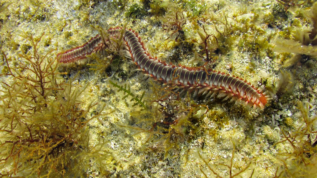 Šimtakas, Milipede, Jūros Būtybė, Gamta, Makro, Gyvūnas, Nariuotakojų, Baugus, Laukiniai, Raudona