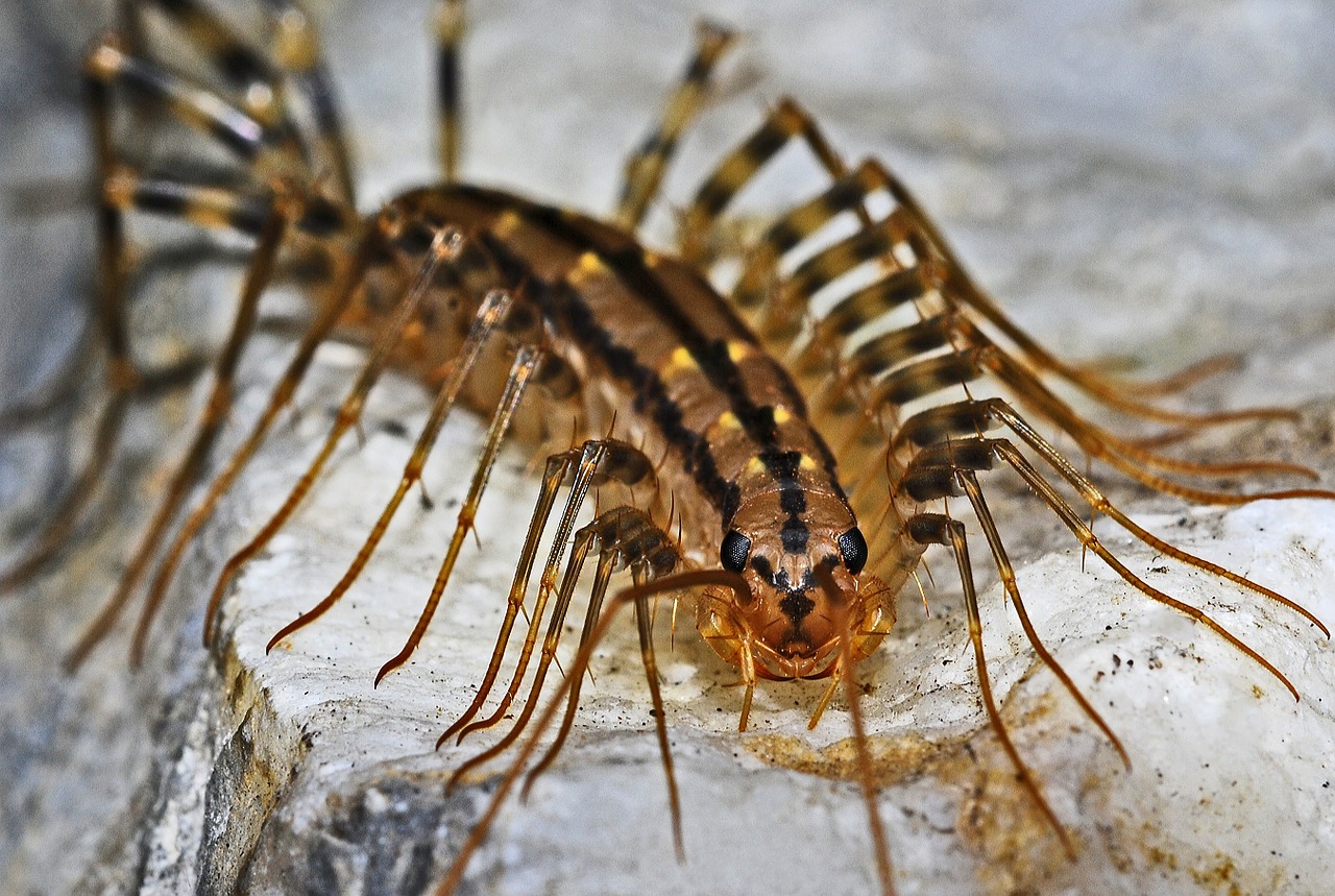 Šimtakas, Vabzdys, Makro, Nariuotakojų, Plėšrūnas, Creepy, Nemokamos Nuotraukos,  Nemokama Licenzija