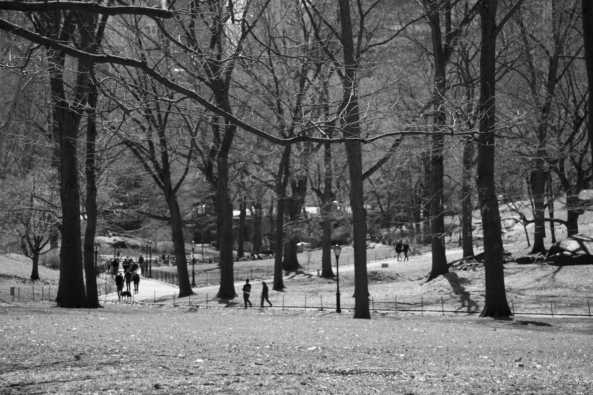 Parkas,  Centrinis,  Naujas,  York,  Prekybos Centras,  Medis,  Niekas,  Žalias,  Kelionė,  Paskirties Vietos