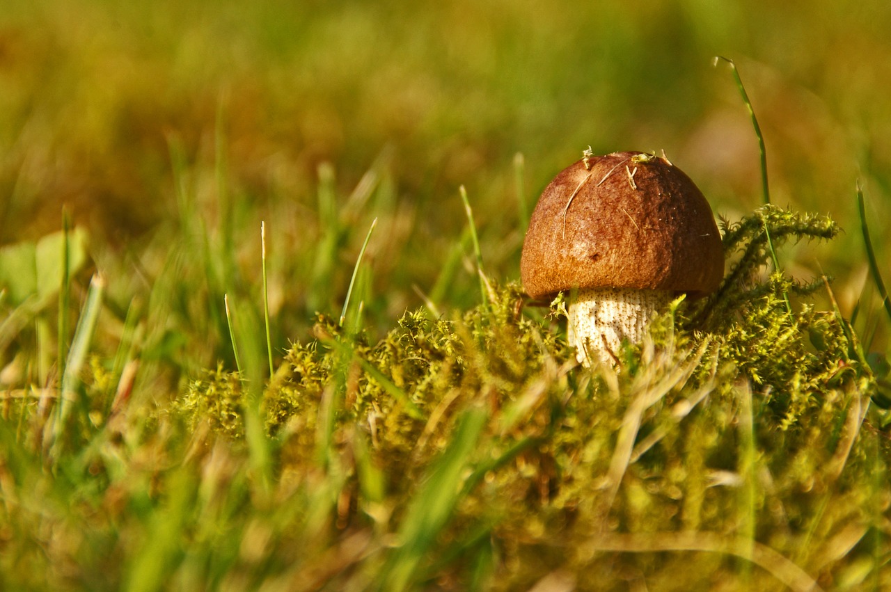 Cep, Grybai, Kaštonas, Ruduo, Miškas, Gamta, Grybų Rinkimas, Valgomieji, Skanus, Augalas