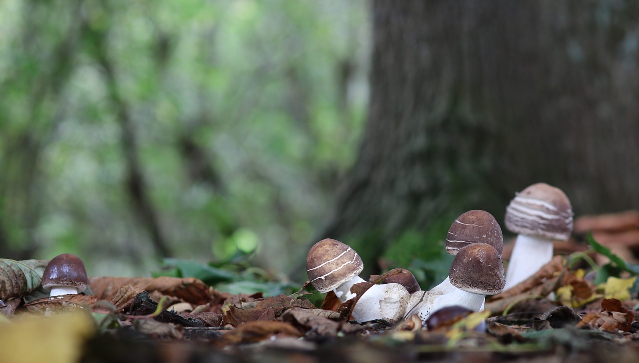 Cep, Grybai, Rudeniniai Grybai, Nemokamos Nuotraukos,  Nemokama Licenzija