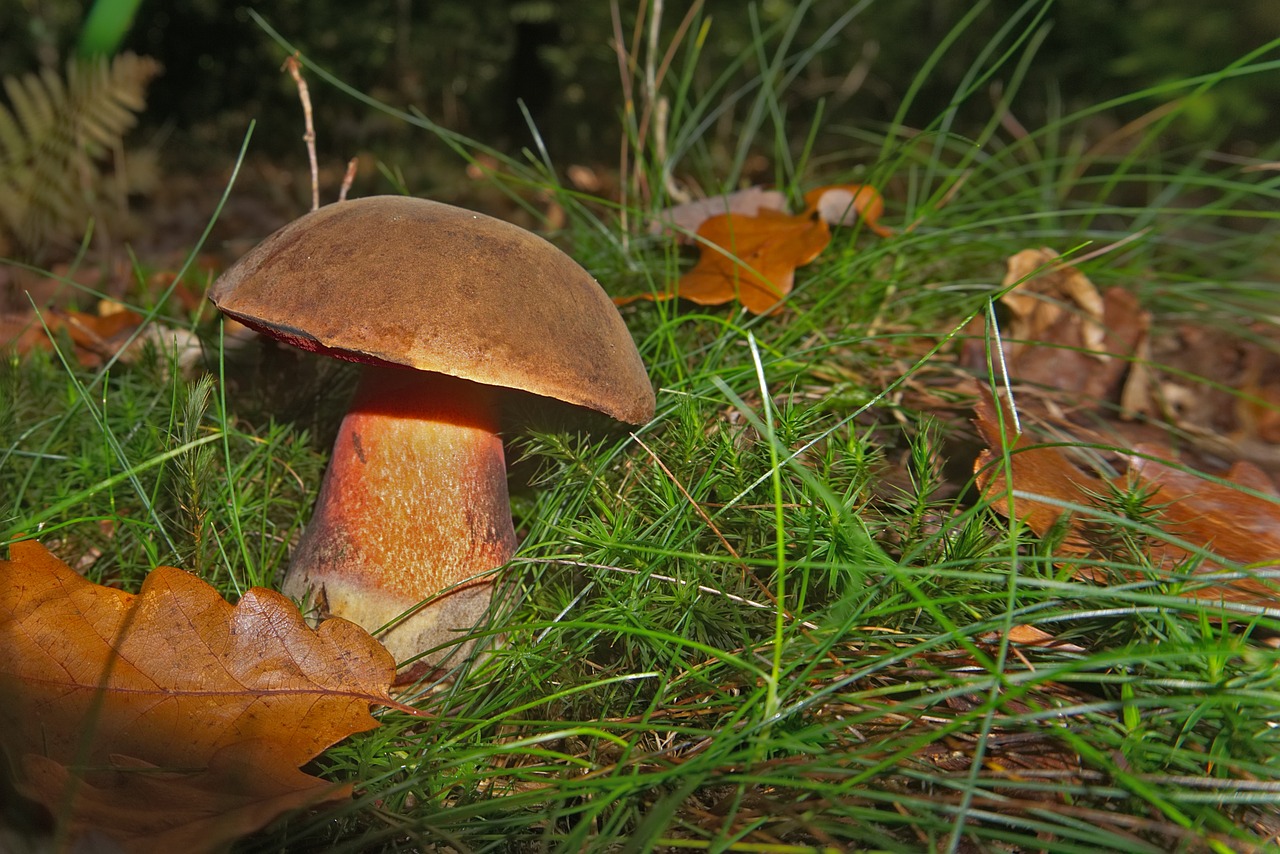 Cep, Grybelis, Boletus, Kritimas, Rinkimas, Miškas, Pomidoras, Grybai Vaikščioti Raudonai, Gamta, Nemokamos Nuotraukos