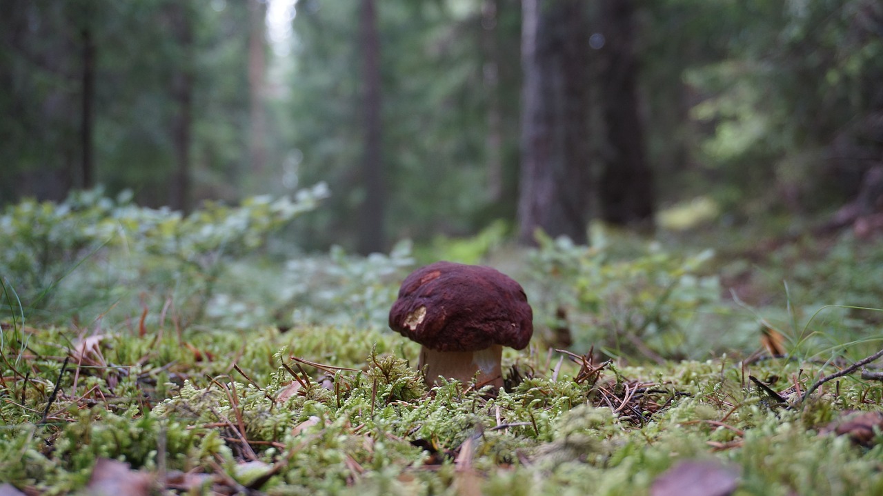 Ceps, Porcini, Maroon Ceps, Boletus Pinophilus, Gullerud, Grybai, Nemokamos Nuotraukos,  Nemokama Licenzija