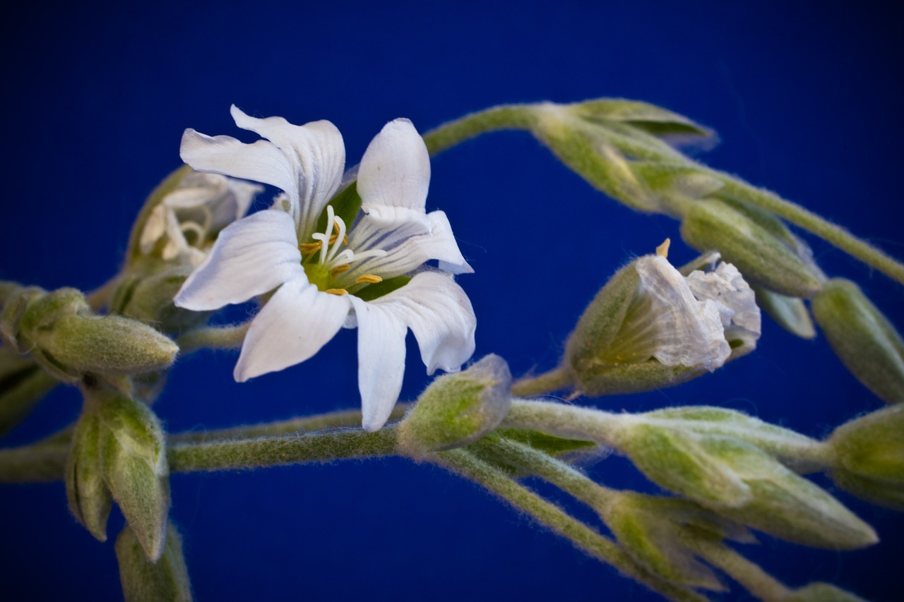 Cerastium Tomentosum, Mažos Gėlės, Balta, Žydėti, Gėlė, Sodas, Gamta, Augalas, Nemokamos Nuotraukos,  Nemokama Licenzija