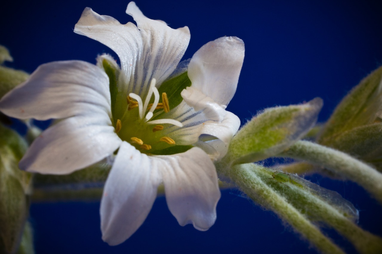 Cerastium Tomentosum, Mažos Gėlės, Balta, Žydėti, Gėlė, Sodas, Gamta, Augalas, Nemokamos Nuotraukos,  Nemokama Licenzija