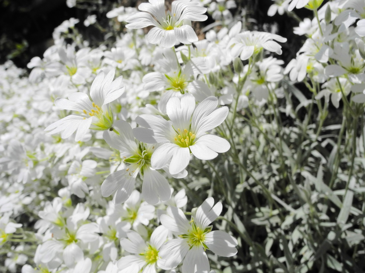 Cerastium Tomentosum, Gėlė, Žiedas, Balta, Gėlių Kilimas, Makro, Nemokamos Nuotraukos,  Nemokama Licenzija