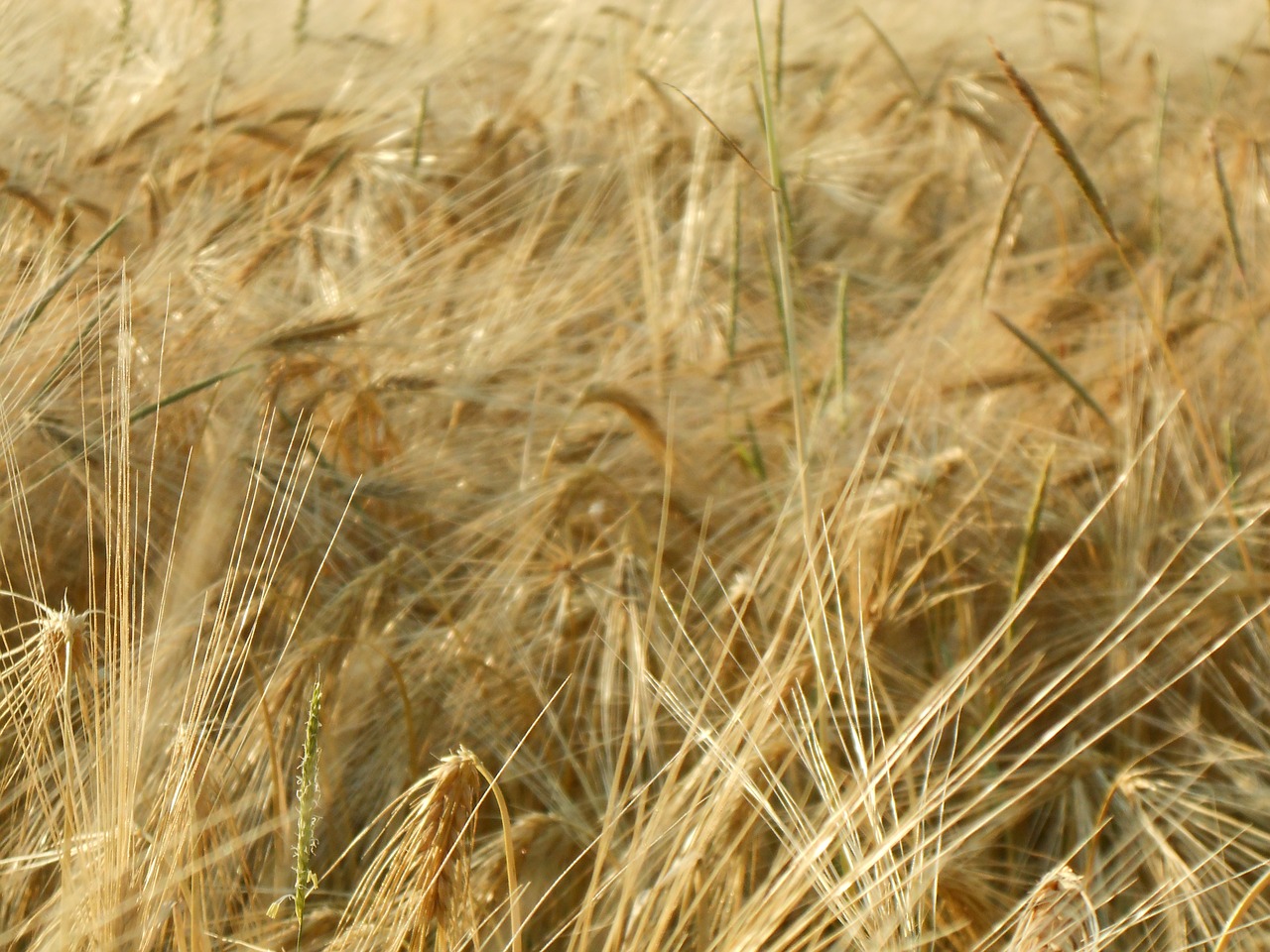 Grūdai, Ausis, Šiaudai, Halme, Awns, Grūdai, Žemdirbystė, Laukas, Nemokamos Nuotraukos,  Nemokama Licenzija