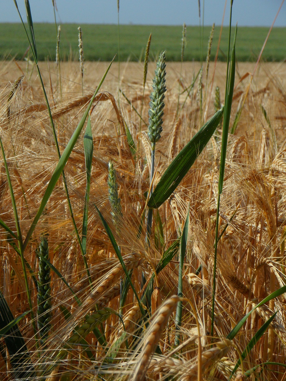 Grūdai, Augalas, Grūdai, Žemdirbystė, Vasara, Miežiai, Laukas, Subrendęs, Augti, Kukurūzų Laukas