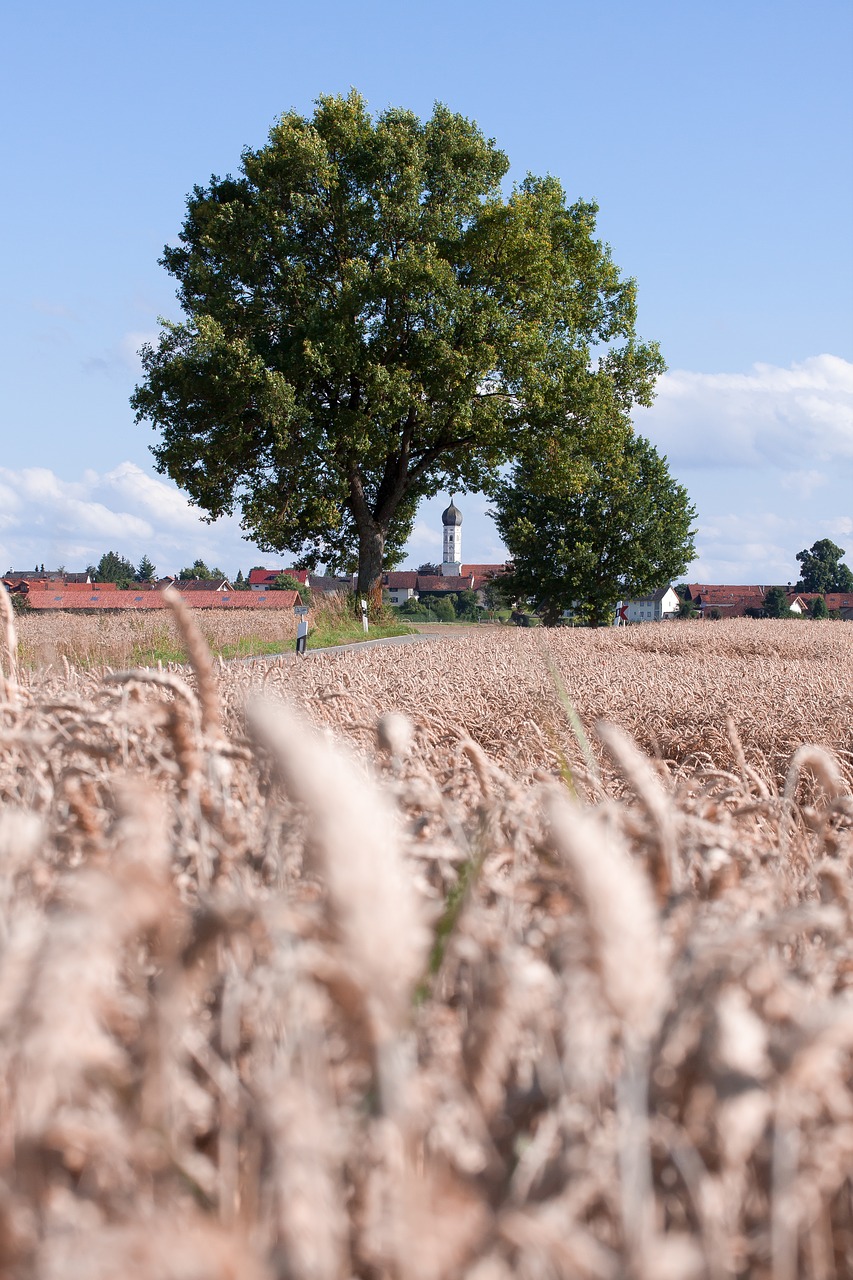 Grūdai, Pagrindinis Maistas, Grūdai, Kukurūzų Laukas, Laukas, Gamta, Vasara, Medis, Bažnyčia, Bokštas