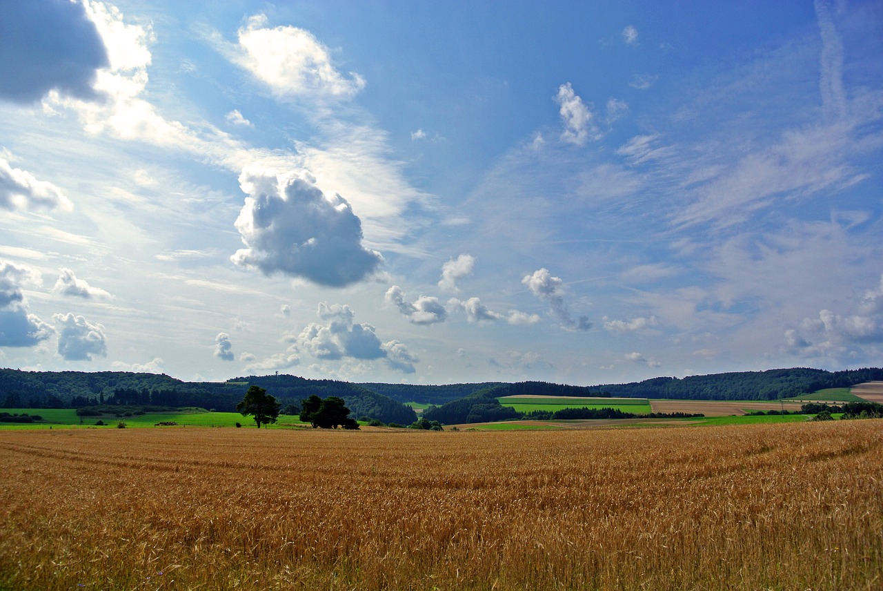 Grūdai, Laukai, Debesys, Dangus, Žemdirbystė, Vasara, Nuotaika, Gamta, Mėlynas, Geltona