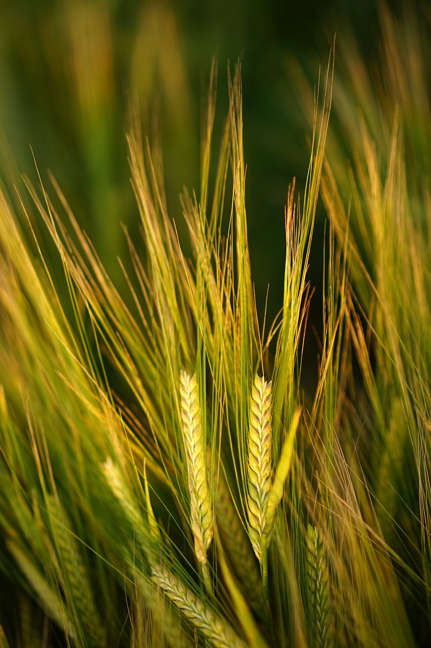 Grūdai, Miežiai, Laukas, Spiglys, Grūdai, Žemdirbystė, Kukurūzų Laukas, Hordeum Vulgare, Hordeum Saldymedis, Poaceae Getreideart