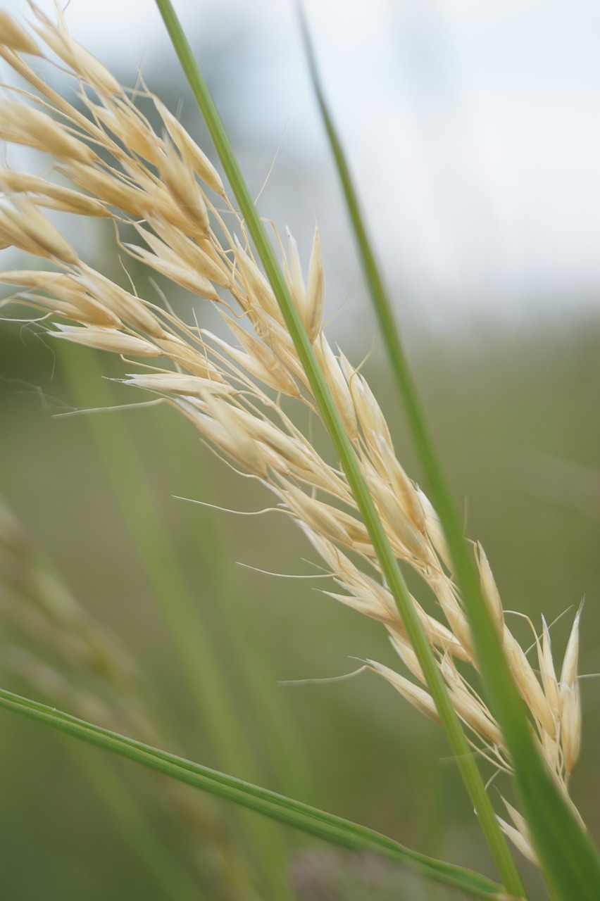 Grūdai, Ausis, Žalias, Gamta, Grūdai, Maistas, Žemdirbystė, Nemokamos Nuotraukos,  Nemokama Licenzija