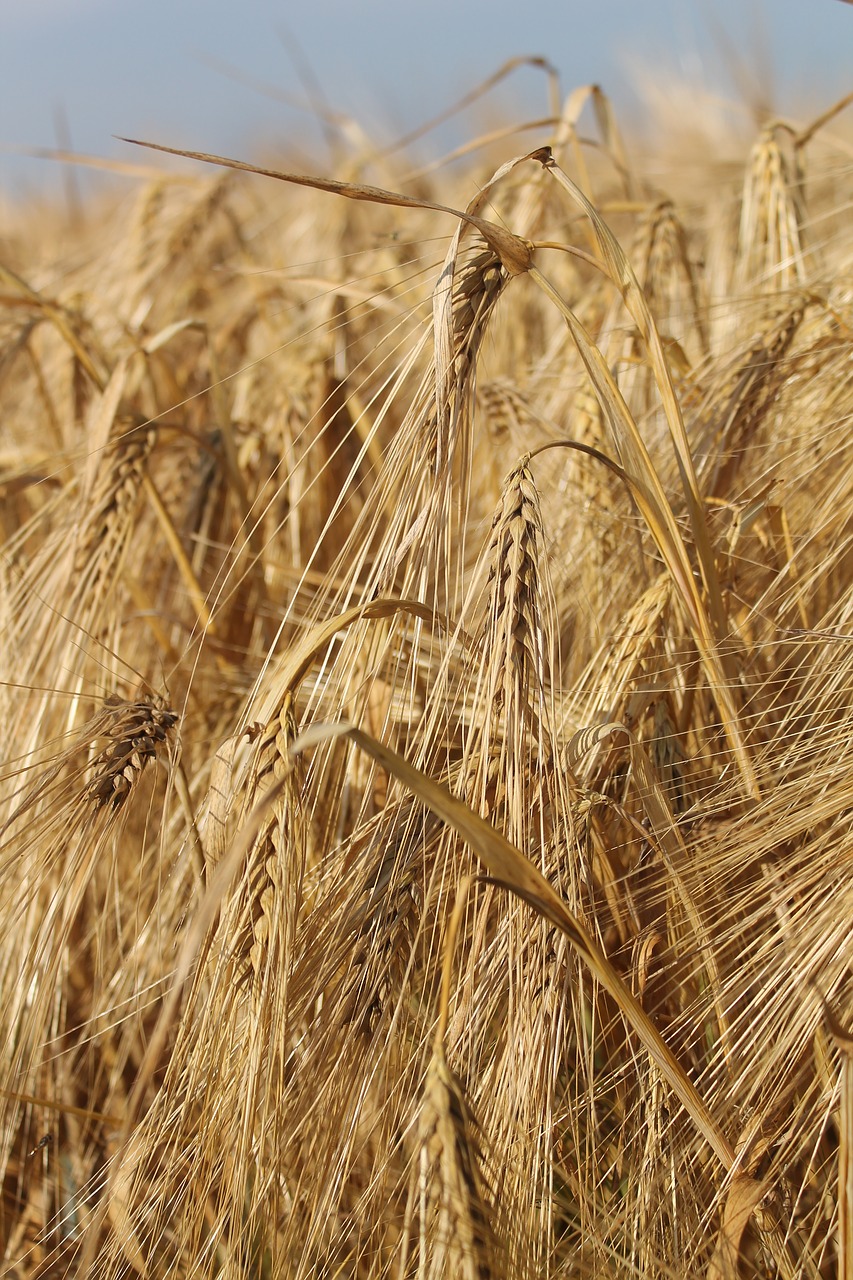 Grūdai,  Miežiai,  Grūdų,  Laukas,  Ausies,  Vasara,  Žemdirbystė,  Derlius,  Pobūdį,  Halme