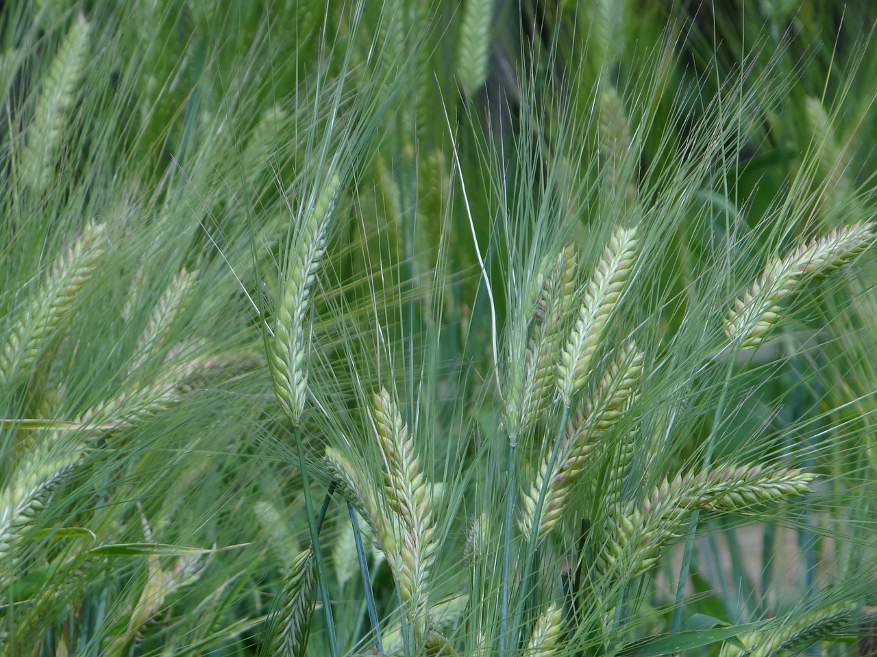 Grūdai, Laukas, Gamta, Kukurūzų Laukas, Žalias, Grūdai, Žemdirbystė, Awns, Nemokamos Nuotraukos,  Nemokama Licenzija