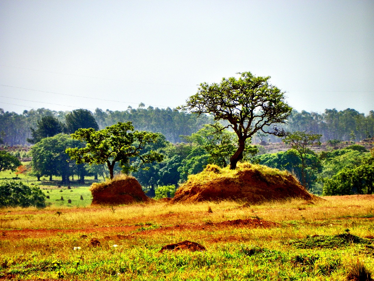 Cerrado, Miškų Naikinimas, Goiás, Goiânia, Brazilija, Brazilijos Cerrado, Išnykimas, Cerrado Goiás, Ganyklos, Miesto Okupacija