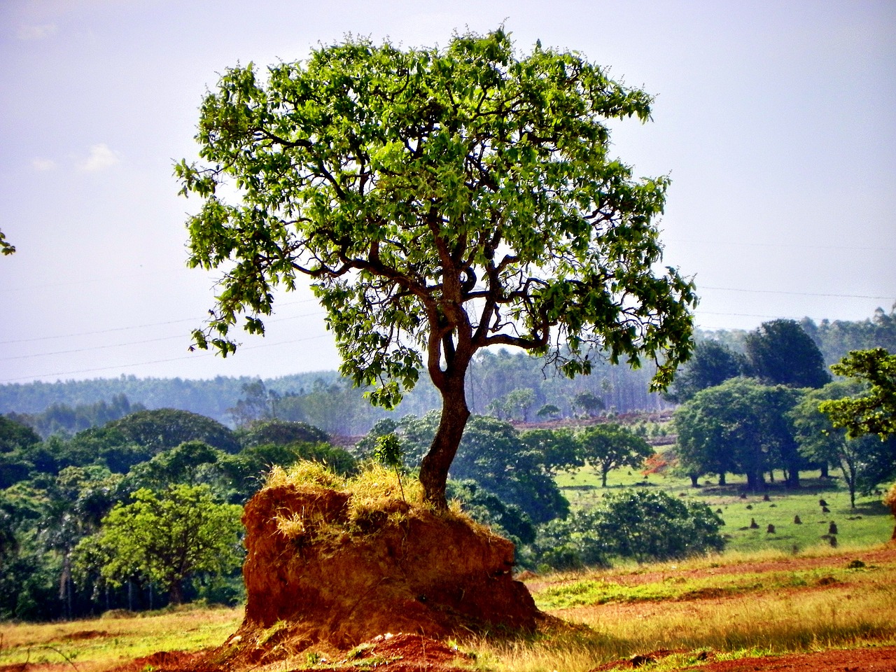 Cerrado, Miškų Naikinimas, Goiás, Goiânia, Brazilija, Brazilijos Cerrado, Išnykimas, Cerrado Goiás, Ganyklos, Miesto Okupacija