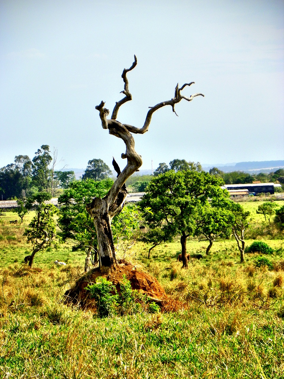 Cerrado, Miškų Naikinimas, Goiás, Goiânia, Brazilija, Brazilijos Cerrado, Išnykimas, Cerrado Goiás, Ganyklos, Miesto Okupacija
