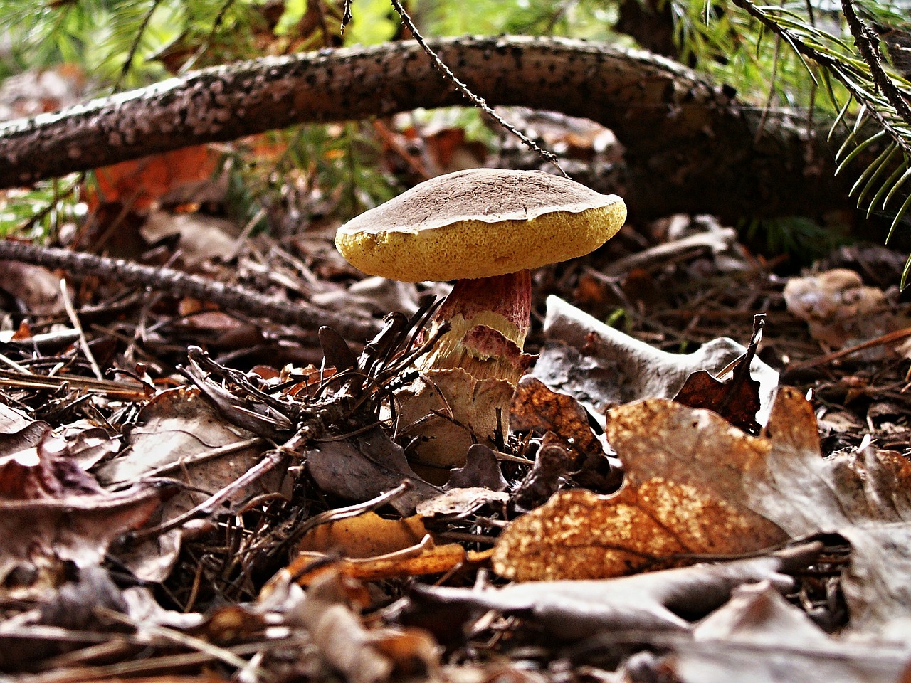 Červenočechratka, Grybelis, Miškas, Makro, Sausas Lapai, Ruduo, Filialas, Sausas, Nemokamos Nuotraukos,  Nemokama Licenzija