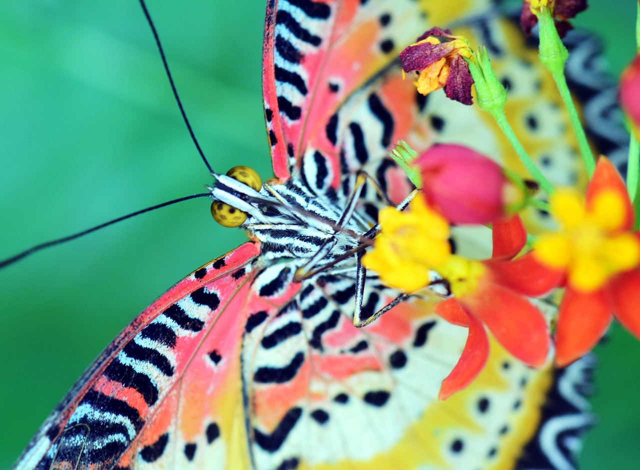 Cethosia Cyane, Leopardo Viršus, Drugelis, Atogrąžų, Vabzdys, Gamta, Egzotiškas, Gyvūnas, Atogrąžų Drugelis, Nuo Apačios