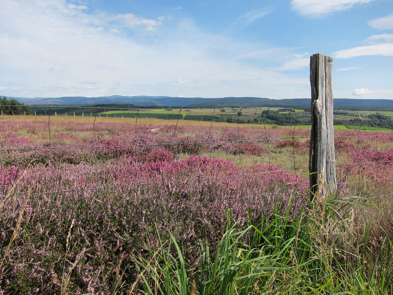 Cévennes, Lande, Laukinė Flora, Nemokamos Nuotraukos,  Nemokama Licenzija