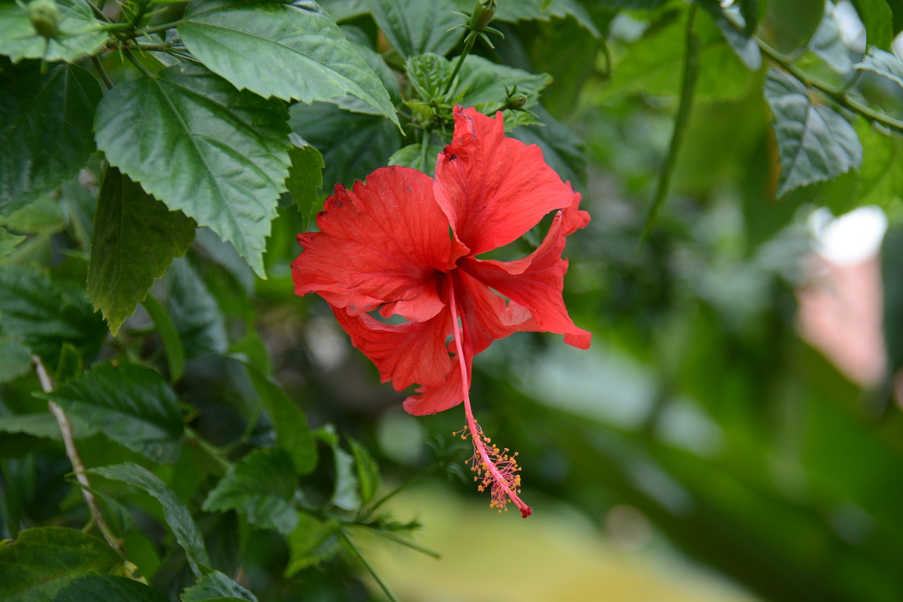 Chaba, Raudona, Gėlės, Tailandas, Hibiscus, Nemokamos Nuotraukos,  Nemokama Licenzija