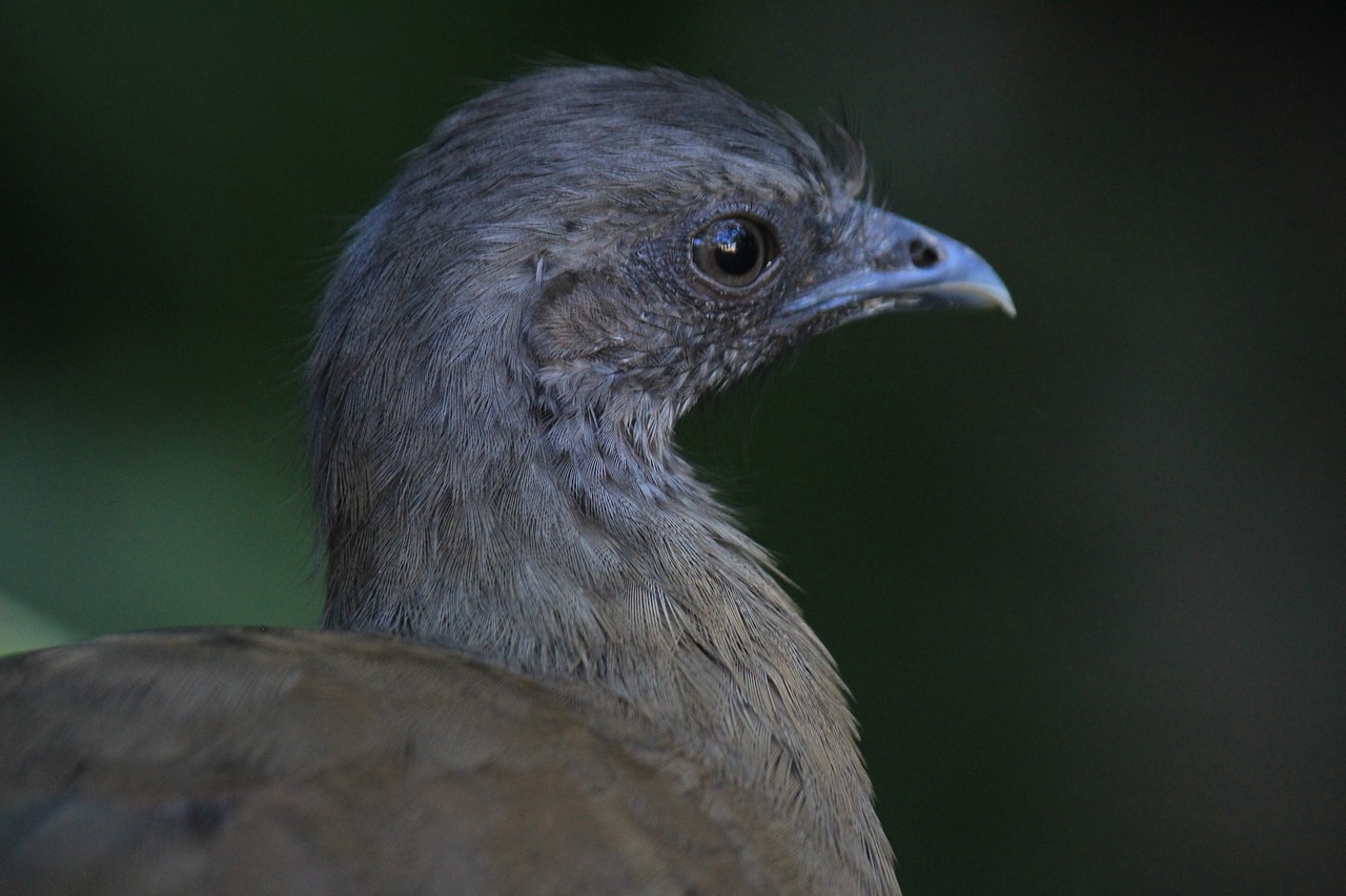 Chachalaca, Ave, Paukštis, Fauna, Gamta, Gyvūnas, Gyvūnai, Paukščiai, Mažas Paukštelis, Plunksnos