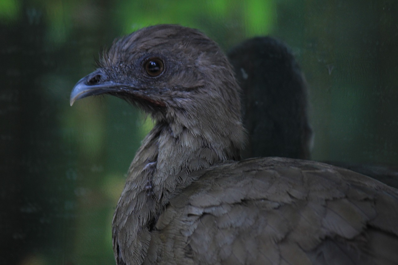 Chachalaca, Meksika, Ave, Paukštis, Sparnai, Gyvūnai, Gamta, Piko, Meksikietis, Spalva