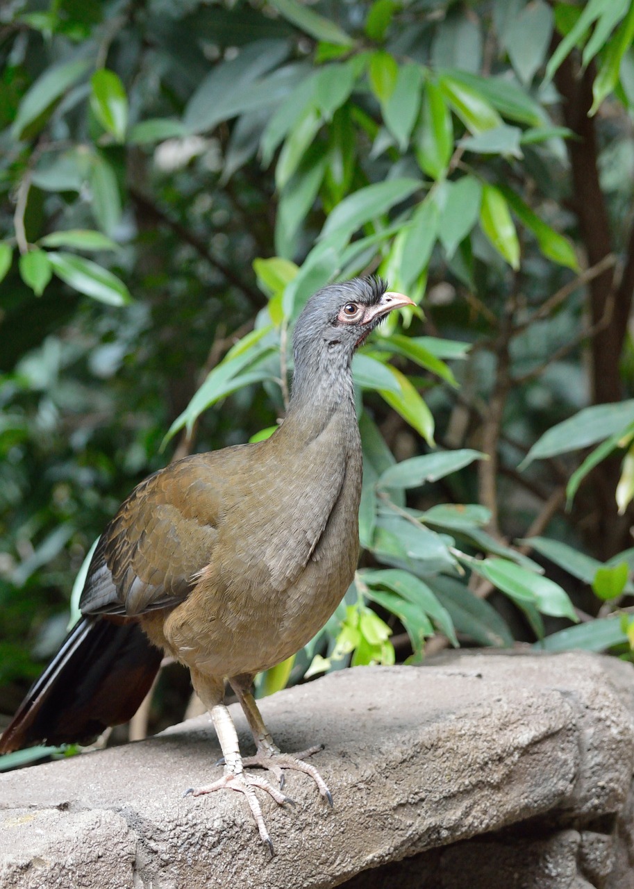 Chaco Chachalaca, Paukštis, Egzotiškas, Laukinė Gamta, Gamta, Portretas, Nemokamos Nuotraukos,  Nemokama Licenzija