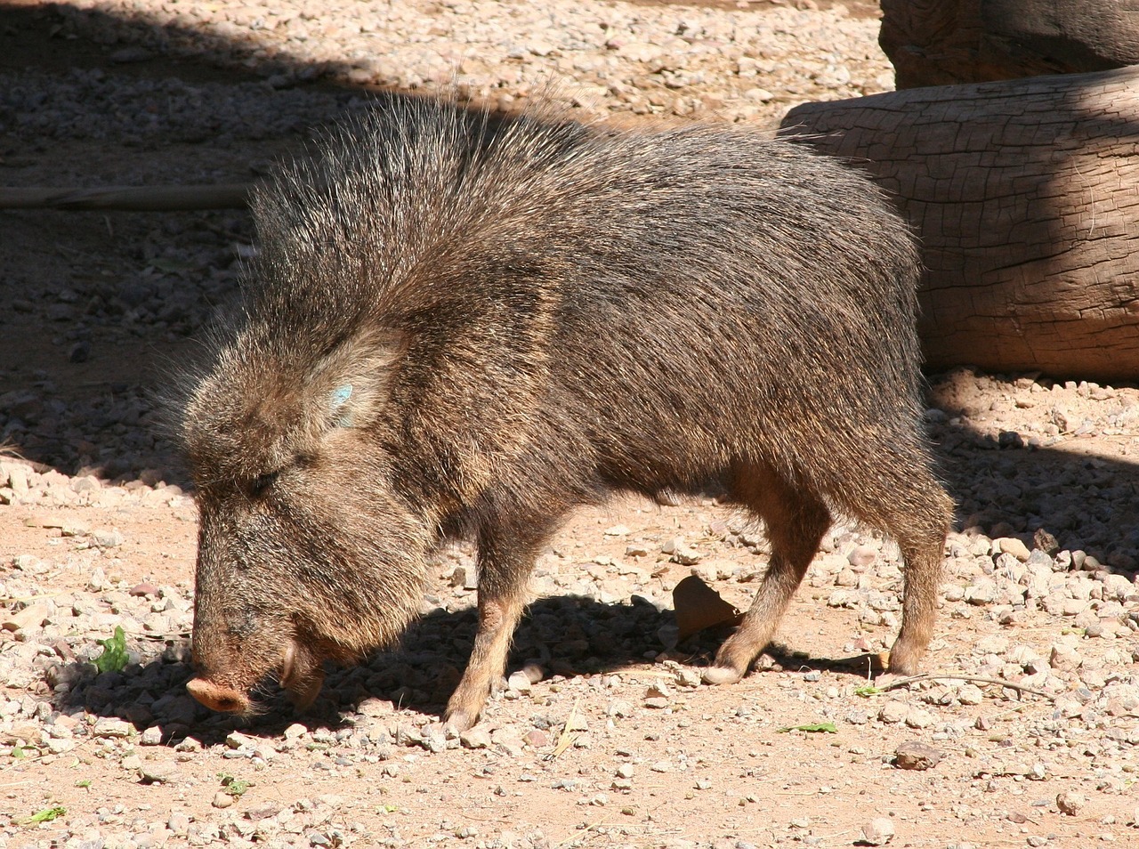 Chacoan Peccary, Žinduolis, Tagua, Laukinė Gamta, Gamta, Zoologijos Sodas, Gaubtas, Pietų Amerika, Kiaulytė, Lauke