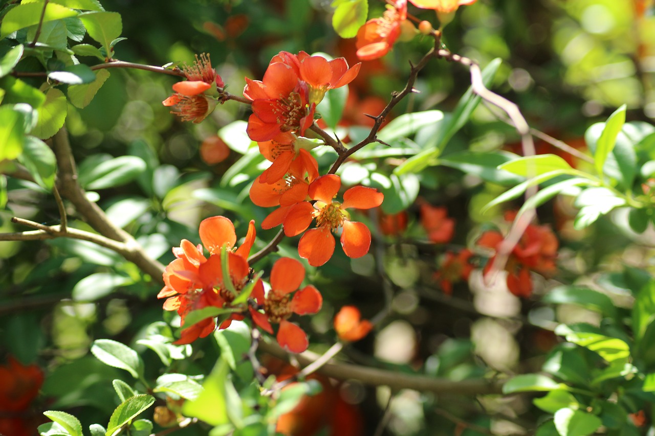 Chaenomeles,  Dekoratyvinių Krūmų,  Klesti,  Pavasaris,  Visiškai Rozkwitnie,  Gamta, Nemokamos Nuotraukos,  Nemokama Licenzija