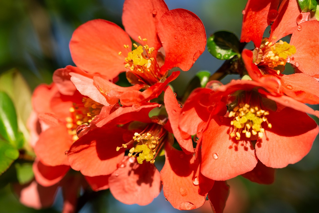 Chaenomeles,  Gėlė,  Pobūdį,  Sodas,  Augalų,  Augalai,  Žiedlapis,  Iš Arti,  Balandis,  Žydi