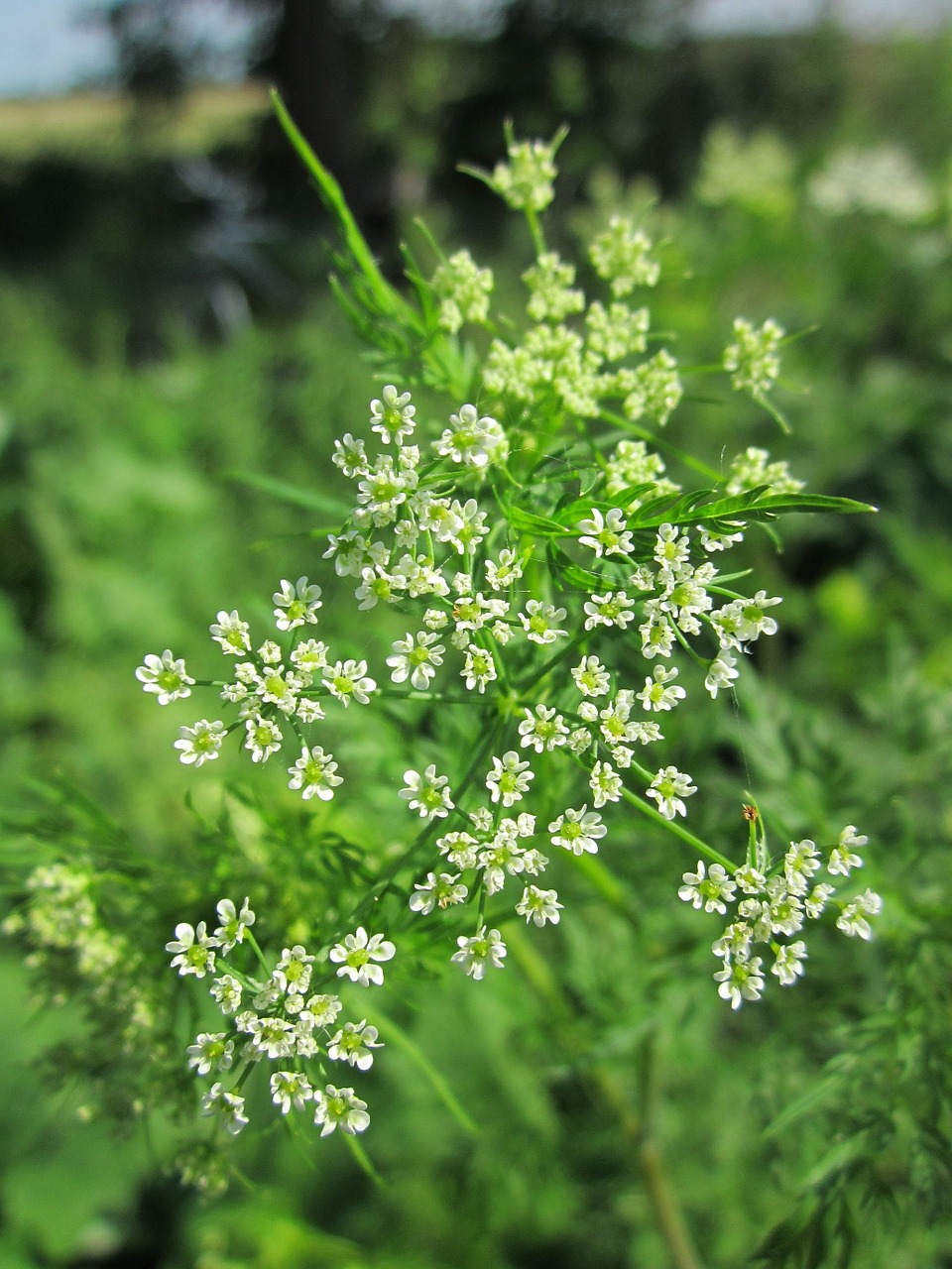 Chaerophyllum Bulbosum,  Ropių Šaknys,  Šakniagumbių Šakniavaisiai,  Bulvinis Karvelis,  Pastinokas Cervelinas,  Wildflower,  Flora,  Botanika,  Augalas,  Rūšis