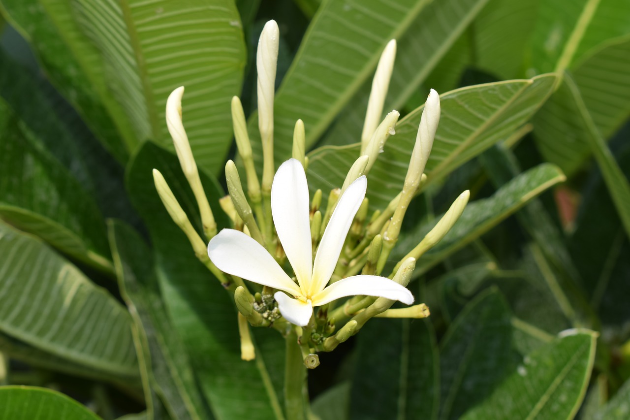 Chafos Gėlė, Champa Gėlė, Plumeria Rubra, Gėlių Gėlė, Nemokamos Nuotraukos,  Nemokama Licenzija