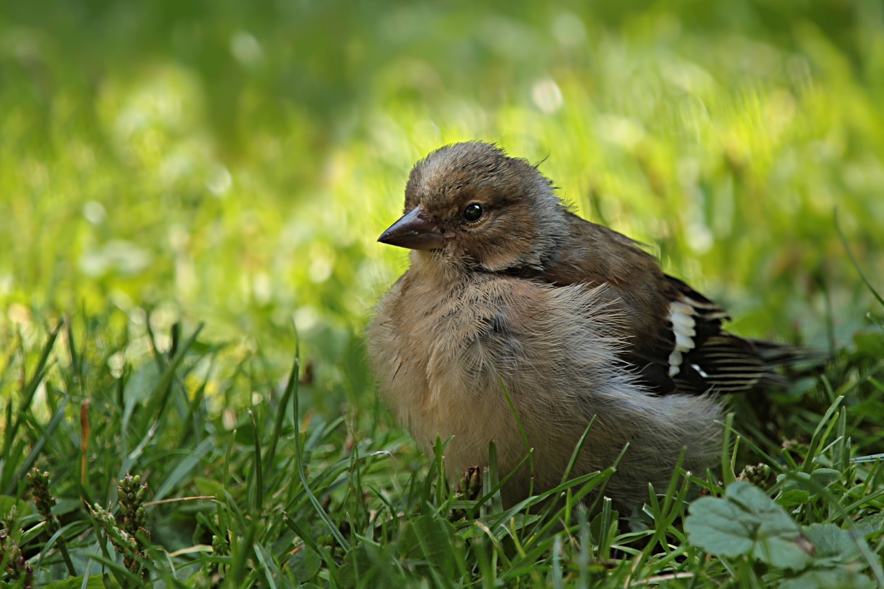 Griuvėsiai, Fringilla Coelebs, Paukštis, Jaunas, Maitinimas, Sodas, Nemokamos Nuotraukos,  Nemokama Licenzija