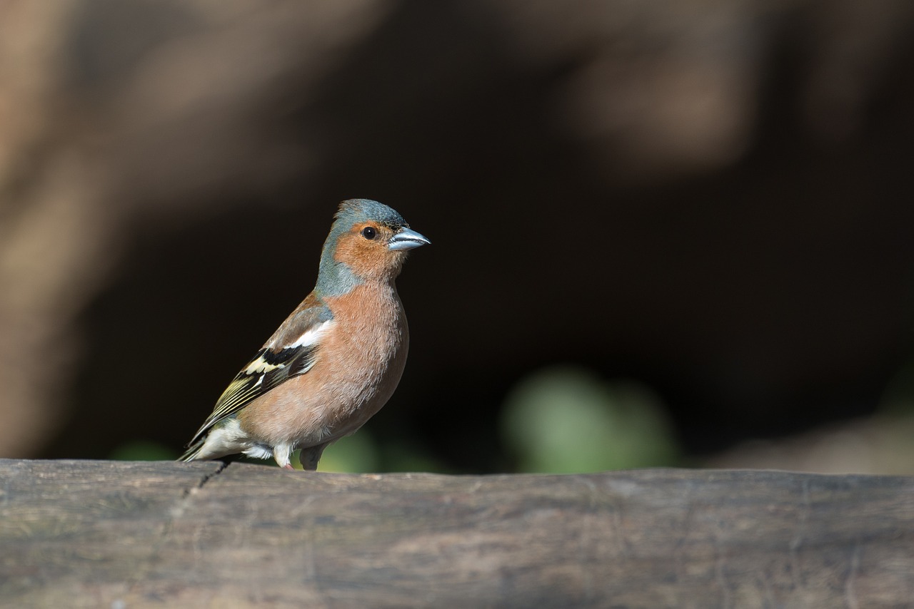 Griuvėsiai, Paukštis, Fringilla Coelebs, Giesmininkas, Gyvūnas, Plumėjimas, Patinas, Gamta, Spalvinga, Laukinės Gamtos Fotografija