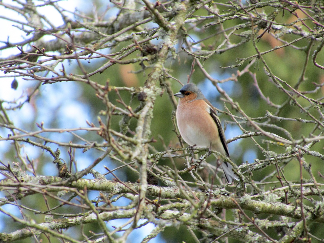 Chaffinch,  Paukštis,  Pobūdį,  Skundikas, Nemokamos Nuotraukos,  Nemokama Licenzija