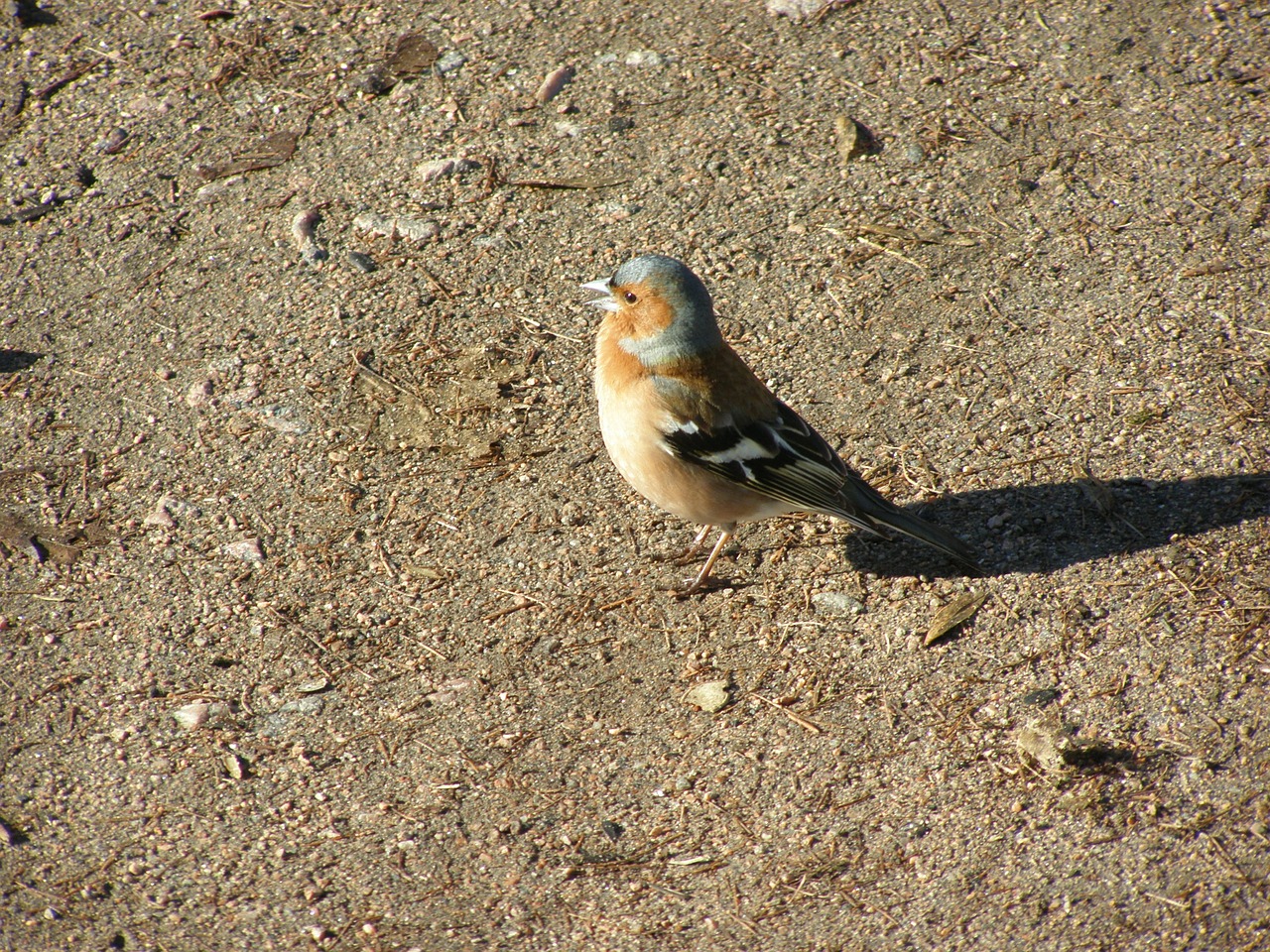 Griuvėsiai, Paukštis, Praeivis, Finch, Paprastas Kailis, Fringilla Coelebs, Paukščių Stebėjimas, Šešėlis, Pavasaris, Nemokamos Nuotraukos