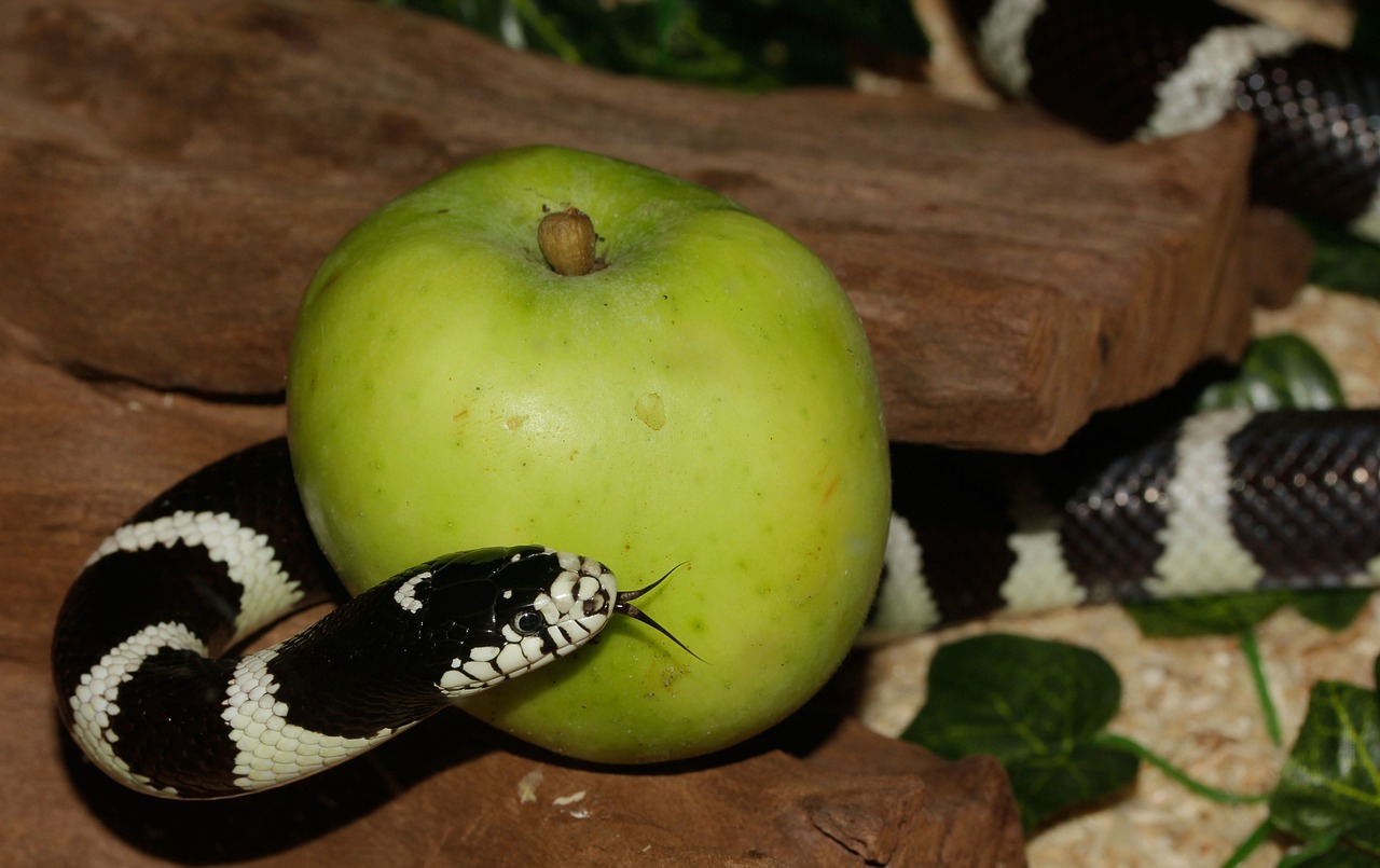 Grandinės Natter, Gyvatė, Kalifornijos Gutula, Karališkoji Gyvatė, Lampropeltis Getula Californiae, Juoda Ir Balta, Dryžuotas, Medžio Žievė, Liežuvis, Obuolys