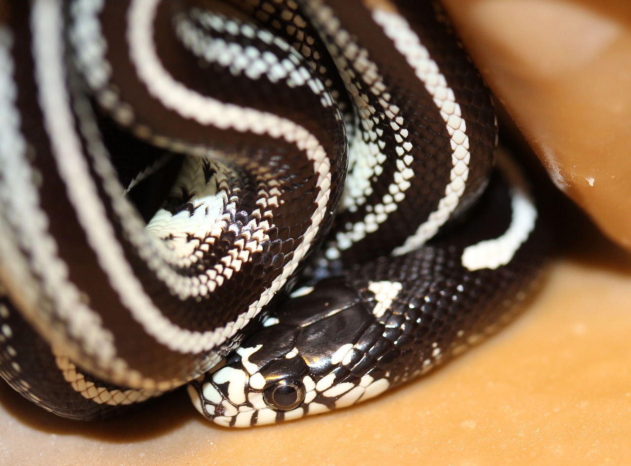 Grandinės Natter, Lampropeltis Gutula, Natter, Gyvatė, Juodos Ir Baltos Juostelės, Rūšis, Uždaryti, Gyvūnai, Ropliai, Šaltakraujiniai Gyvūnai