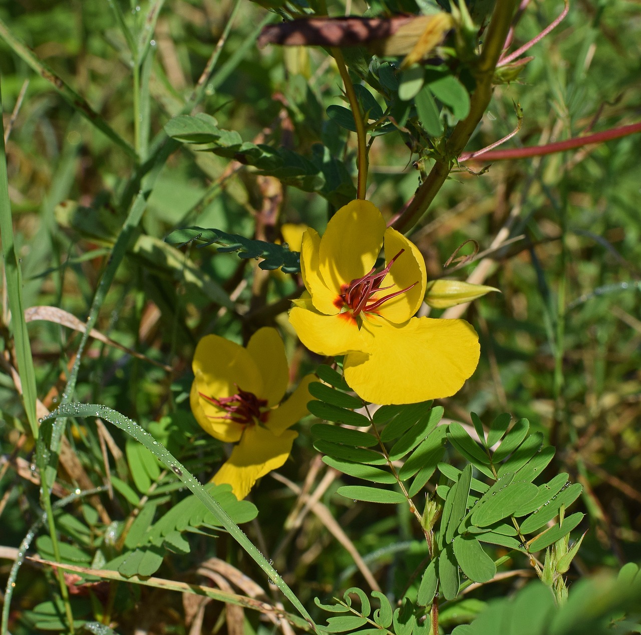 Chamaecrista Fasciculata, Kriaušės Žirnis, Wildflower, Gėlė, Žiedas, Žydėti, Gamta, Augalas, Geltona, Raudona